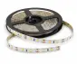 336815630411927-led pasky